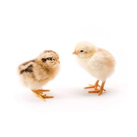 Mia Clip-n-faux Feathers, Animal-Friendly Fake Feather Hair Extensions That Clip On, Looks Just Like The Real Thing, Hair Accessory for Women, Teens, Girls - Ginger Color