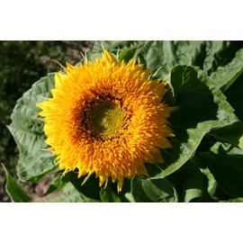 Gaea's Blessing Seeds - Sunflower Seeds - Heirloom Dwarf Sungold Double Teddy Bear - Includes Easy to Follow Planting Instructions - Non-GMO Heirloom Untreated