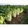 Peking Cabbage Seeds for Planting Chinees Beijing Napa Lettuce About