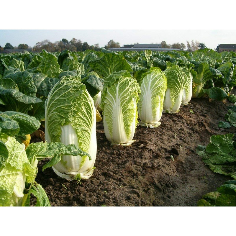 Peking Cabbage Seeds for Planting Chinees Beijing Napa Lettuce About