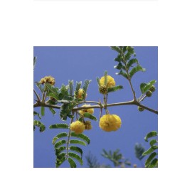 AROMA ACACIA FARNESIANA, vachellia rare mimosa tree bonsai aroma bush seed.  20 seeds