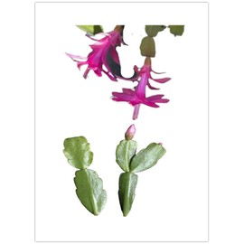 FOLIAGEMS No Root Plant cuttings from USKC (True Christmas Cactus cuttings 2pcs)