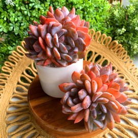 FWPP Succulent Plants Live Echeveria Orange Monroe,3-4 Head 3.5 inches Pink Mini Plants,Bare Root Without Pot Soil Live Plants,Party Wedding Indoor House Baby Shower Decor Friend Plant Lover Gift