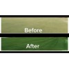 Green Green EcoColorants Ready-To-Use Green Grass Paint Gallon-No Mixing! Comes