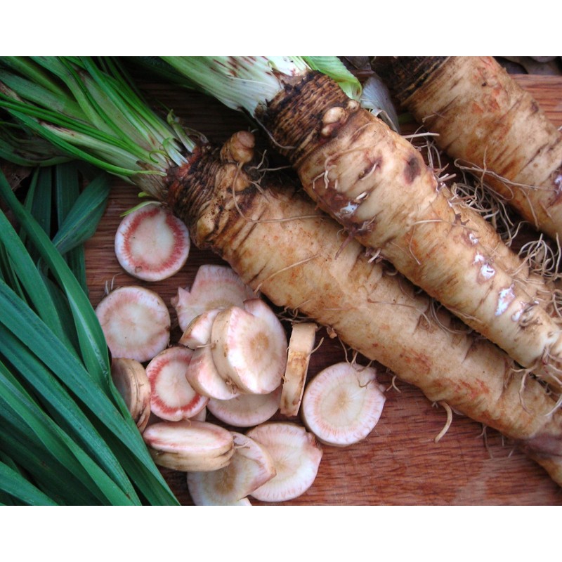NIKA SEEDS - Vegetable Oat Root Salsify - 100 Seeds