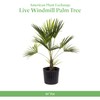 American Plant Exchange American Plant Exchange Live Windmill Palm Tree,