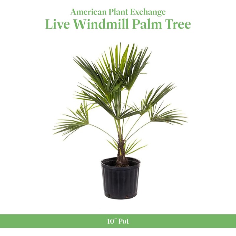 American Plant Exchange American Plant Exchange Live Windmill Palm Tree,