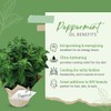 GreenHealth Peppermint Supreme Essential Oil – 5 ml – 100%