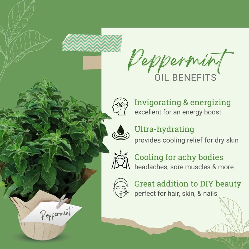 GreenHealth Peppermint Supreme Essential Oil – 5 ml – 100%