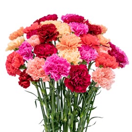 FlowerPrime 200 Mother's Day Carnations - Fresh Natural Cut Flowers – Special Holiday Variety Pack