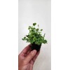 Unbranded Variegated Four Leaf Clover Aquatic Marginal Pond Plant -