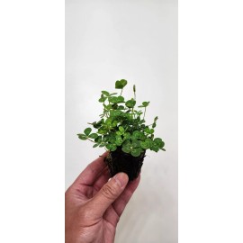 Unbranded Variegated Four Leaf Clover Aquatic Marginal Pond Plant - Buy 2 Get 1 Free - 2'' Net Pot