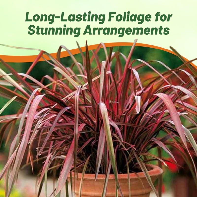 Outsidepride New Hybrids Phormium Seeds - 100 Pcs Perennial, Sword-Shaped