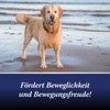 Canosept Gelenktabletten Hund - Einzigartige Rezeptur: Mit Grünlippmuschel Hund, Glucosamin,