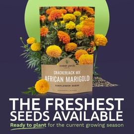 African Marigold Seeds Crackerjack Mix - Bulk 1/4 Pound Bag - Over 40,000 Seeds - Huge Orange and Yellow Blooms