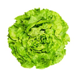 1500 Buttercrunch Lettuce Seeds | Non-GMO for Easy, Fresh Salads