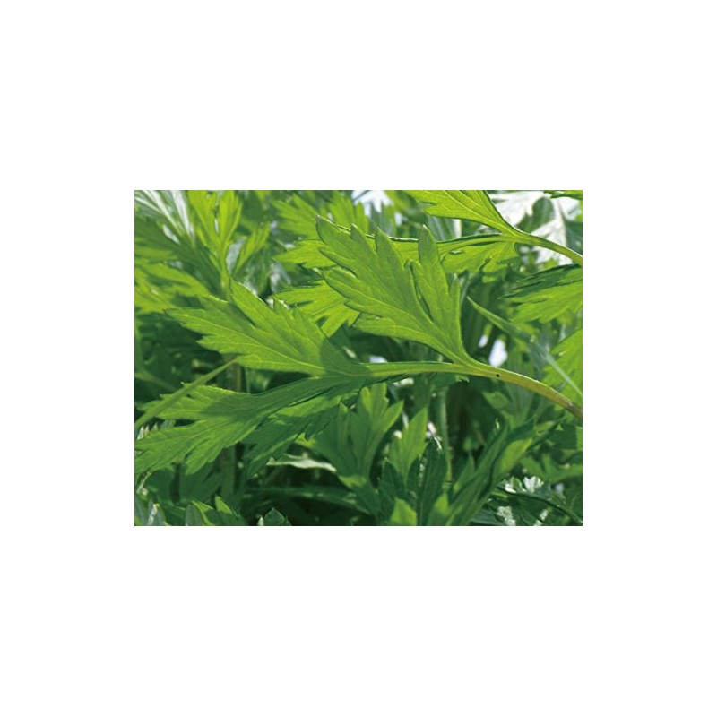 Ecott Cosmetics Organic Oil Serum, Wormwood, Aichi Prefecture