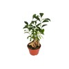 Ficus Microcarpa Ginseng - 4" from California Tropicals