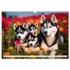 Siberian Huskies - die Extremsportler (Wandkalender 2025 DIN A3 quer),