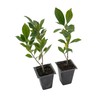 2 Indian Laurel Figs – Live Ficus Nitida Plant –