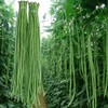 MOCCUROD 30+ Yard Long Bean Seeds Asian Vegetable Long Bean