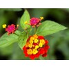 Lantana Mix 100+ Seeds Flowers Planting for Outdoor or Indoor
