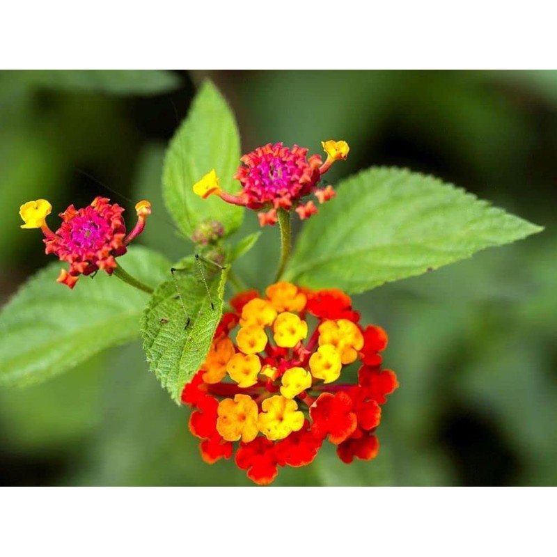 Lantana Mix 100+ Seeds Flowers Planting for Outdoor or Indoor