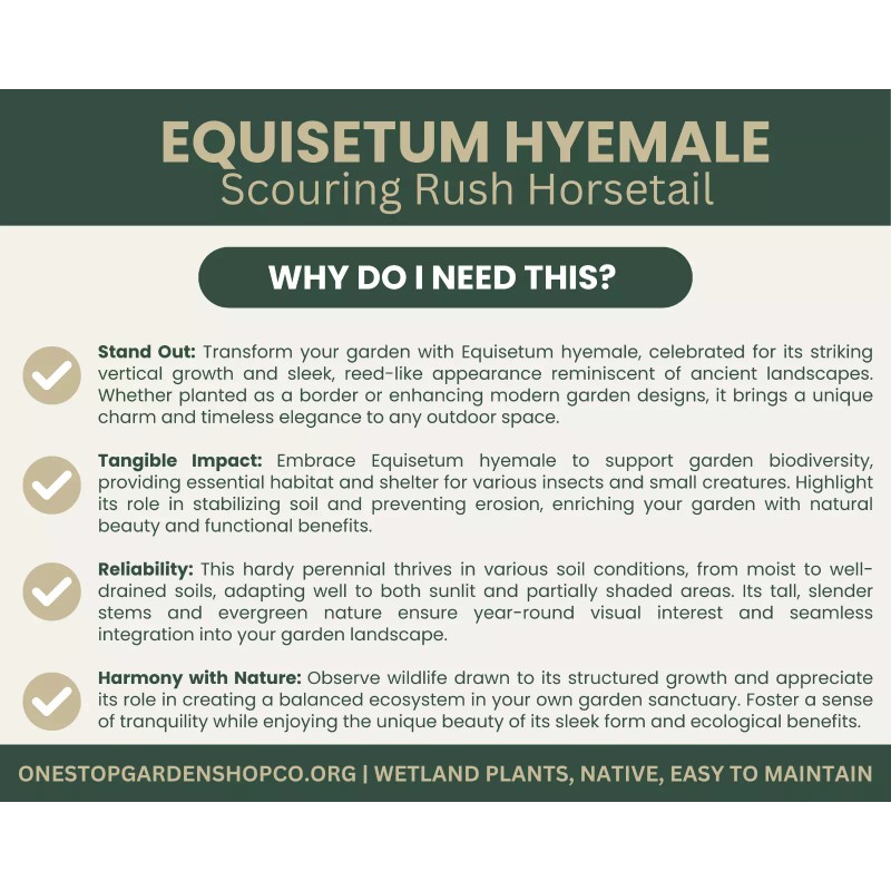 Equisetum hyemale | Scouring-rush Horsetail | Bareroot | Ancient |