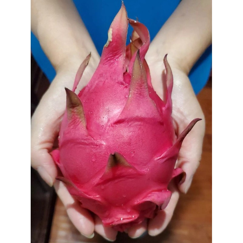 Cactus Robles Red Dragon Fruit (Pitaya)- 2 Cuttings 8-10 Inch