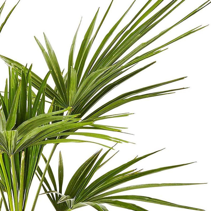 Palm 10in. Windmill Palm Plant