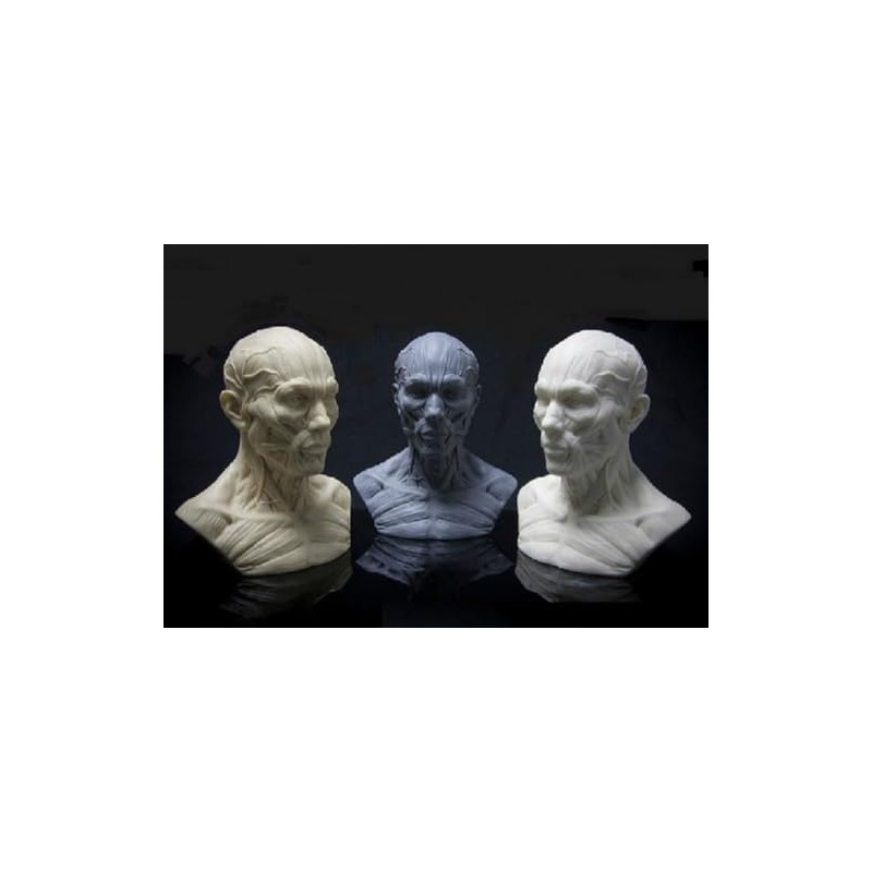 Iwamatu Human Body Anatomy Model, Head Model, Head Tendon Model,