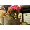 Miracle-Gro Water Soluble Azalea, Camellia, Rhododendron Plant Food - Fertilizer