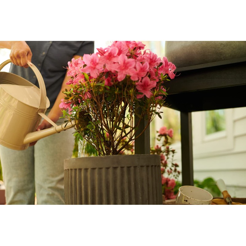 Miracle-Gro Water Soluble Azalea, Camellia, Rhododendron Plant Food - Fertilizer
