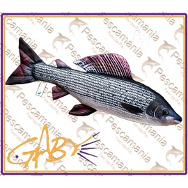 Gaby Die ÄSCHE 62 cm Thymallus Thymallus Cuddly Toy Fish Polyester