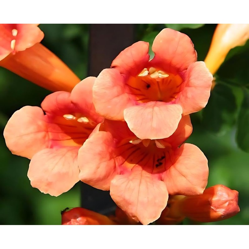 Classy Groundcovers, Trumpet Creeper, Cow Itch Vine, Hummingbird Vine, Trumpet