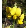 Buy Rare Seeds Senna hebecarpa| Wild Cassia|Wild Senna|American senna| 100_Seeds