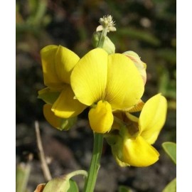 Buy Rare Seeds Senna hebecarpa| Wild Cassia|Wild Senna|American senna| 100_Seeds