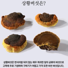Ryu Choong-hyeon Sanghwang Mushroom Mycelium 100% Powder 300g x2 Beta Glucan Immune SOD Polyphenol Dietary Fiber Amino Acid Medicinal Mushroom / 류충현 상황버섯 균사체 100% 분말 300g x2개 베타글루칸 면역 SOD 폴리페놀 식이섬유 아미노산 약용버섯