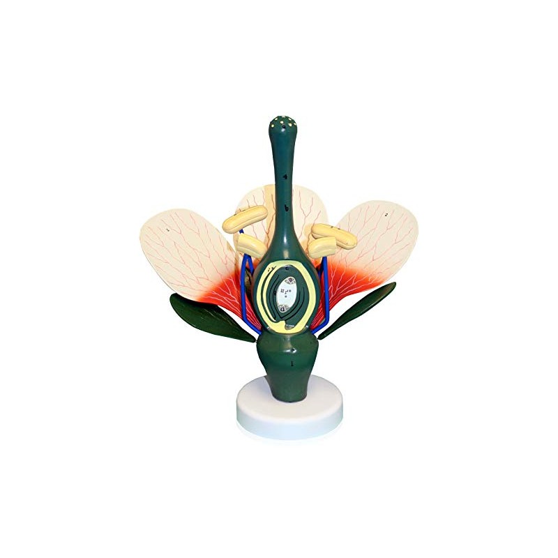 Vision Scientific VAN307 Dicot Flower Model | 8X Enlarged |