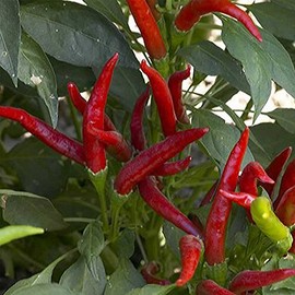 Super Chili Hybrid Hot Pepper Garden Seeds - 100 Seeds - Non-GMO, Vegetable Gardening Seed - AAS Winner