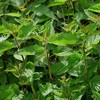 Palm Beach Medicinal Herbs - Stinging Nettle (Urtica dioica) -