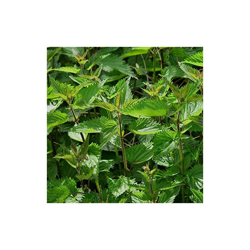 Palm Beach Medicinal Herbs - Stinging Nettle (Urtica dioica) -
