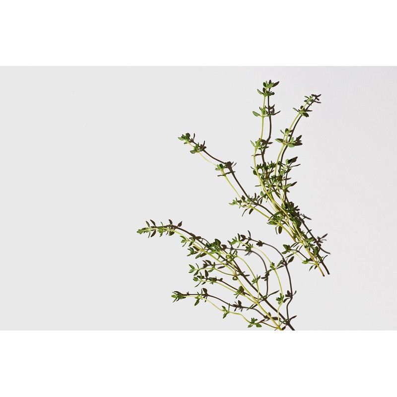 LATHER Mint Thyme Crème Rinse 8 oz