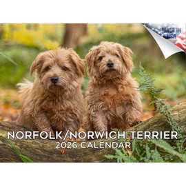 2025 2026 Norfolk/Norwich Calendar - Dog Breed Monthly Wall Calendar - 12" x 18" Open - Thick No-Bleed Paper - Giftable - Academic Teacher's Planner Calendar Organizing & Planning - Made in USA