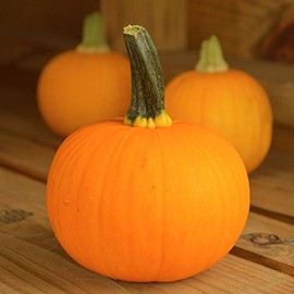 Park Seed Plus Hybrid Pumpkin Seeds