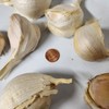 Fresh Garlic, Elephant Garlic Cloves Fresh harvest 4 Cloves for