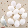 DQITJ 50 Pcs Pigeon Eggs Simulation of Solid Plastic Pigeon