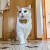 Yukata Bow Tie Cat Collar (Yellow) with Bell Safety Breakaway