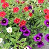 Generic Mixed Calibrachoa Seeds Million Bells Ornamental Low Growing Hanging Baskets Containers Garden Beds Outdoor 100Pcs Flower Seeds by YEGAOL Garden