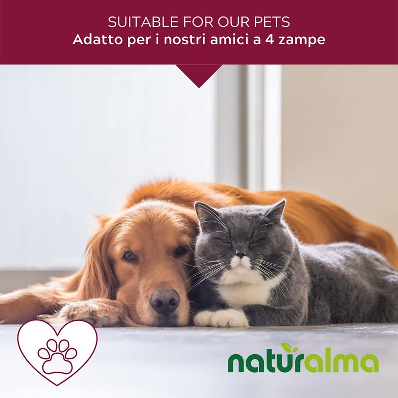 Chestnut Bud or Horse Chestnut Bud (Aesculus hippocastanum) Bach Flowers